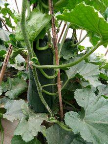 吃瓜 黑料 今日大瓜,吃瓜群众热议黑料风云