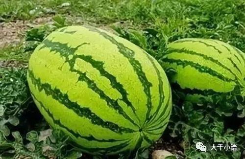 91黑料吃瓜每日大赛